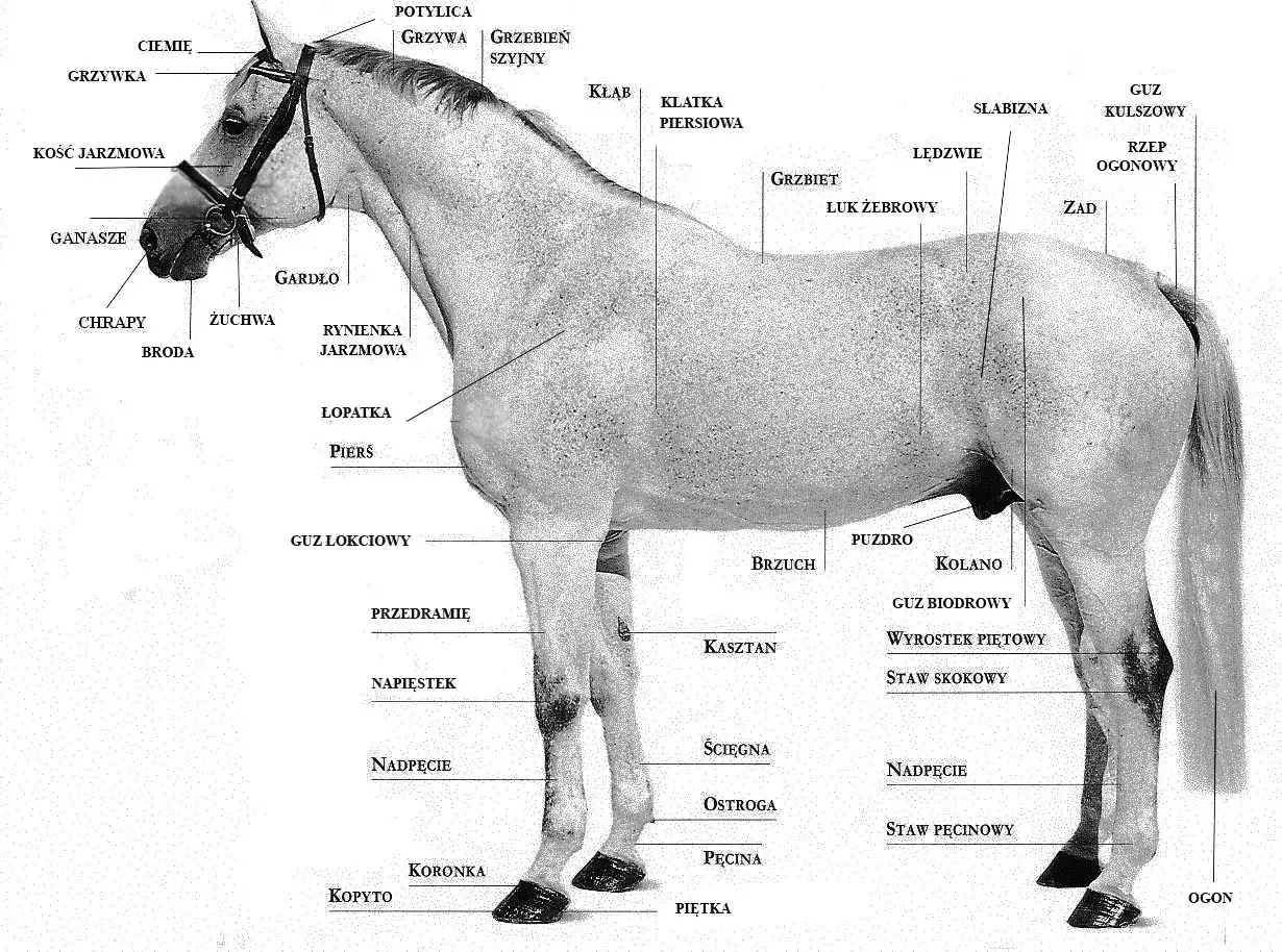 anatomia konia schemat