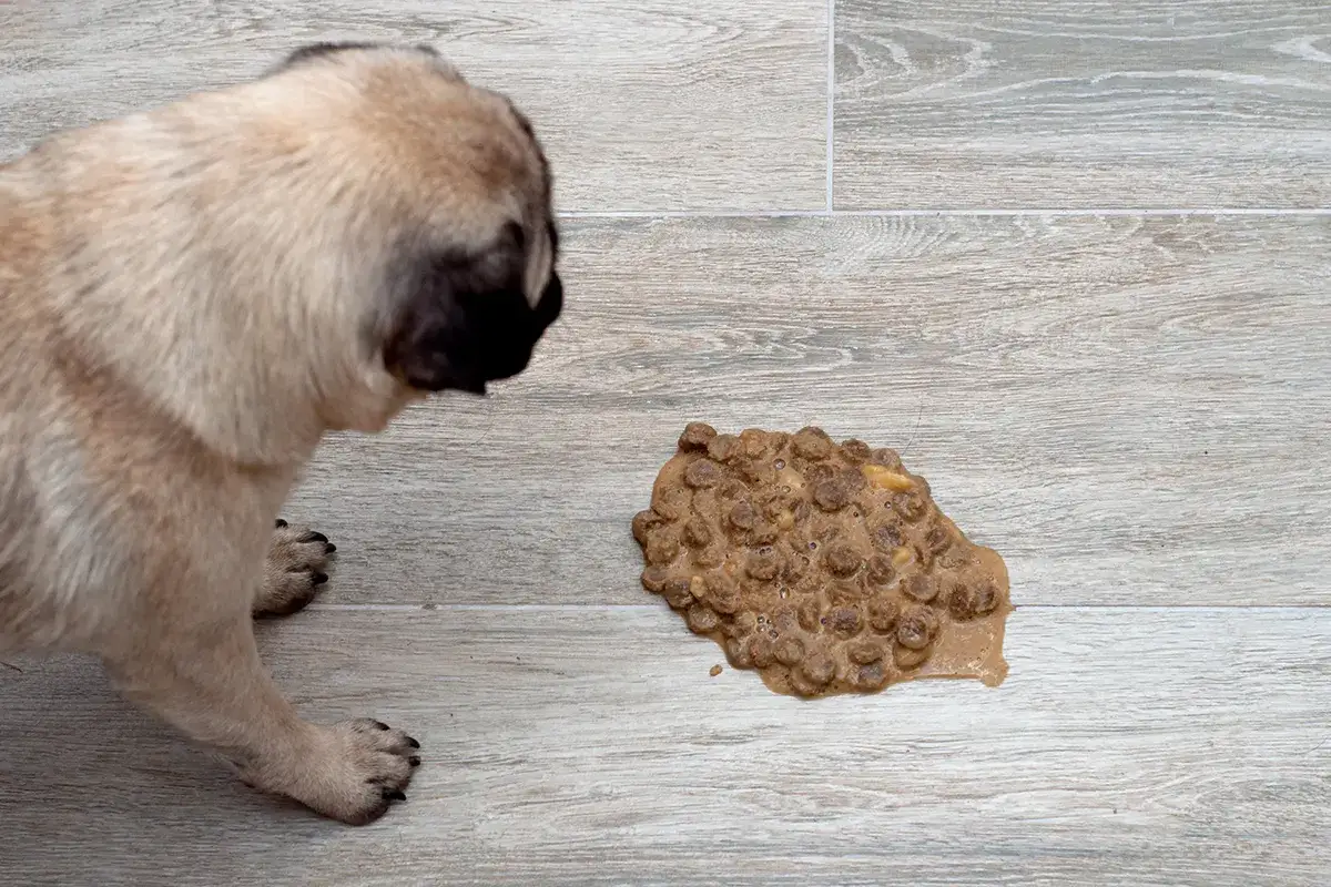 smutny pies wymiotujący objawy