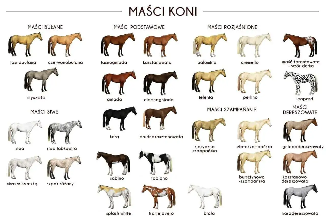 koń pstry srokaty tarantowaty porównanie