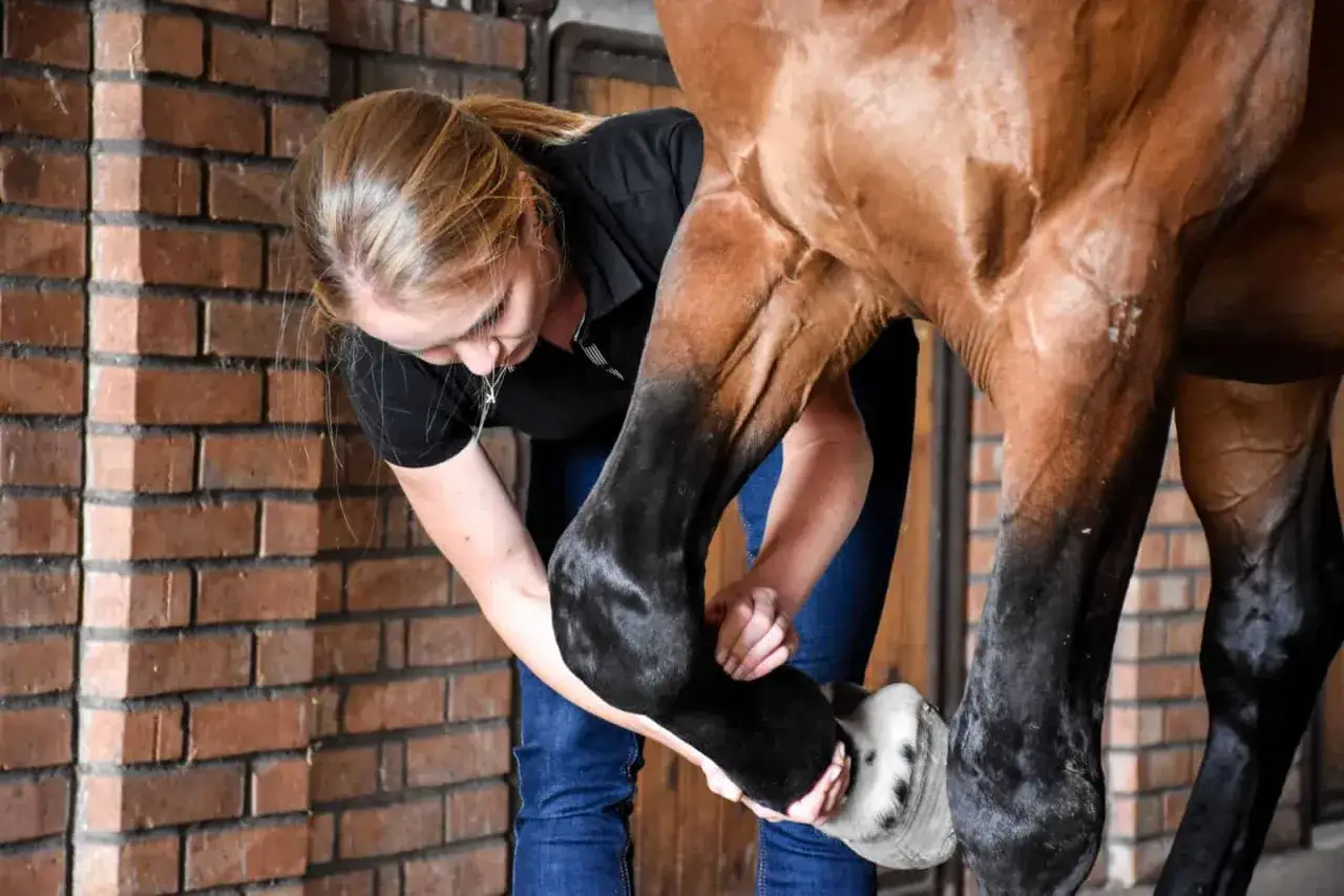 Weterynarz wykonuje USG konia, diagnostyka koni