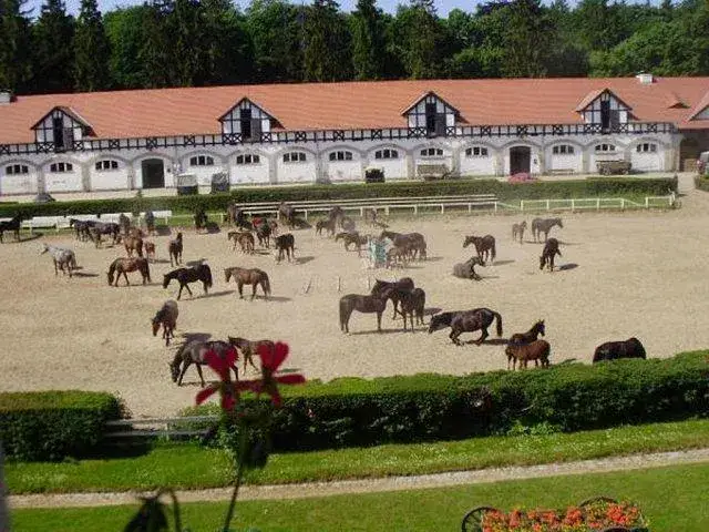 Stado Ogier&oacute;w Książ og&oacute;lny widok