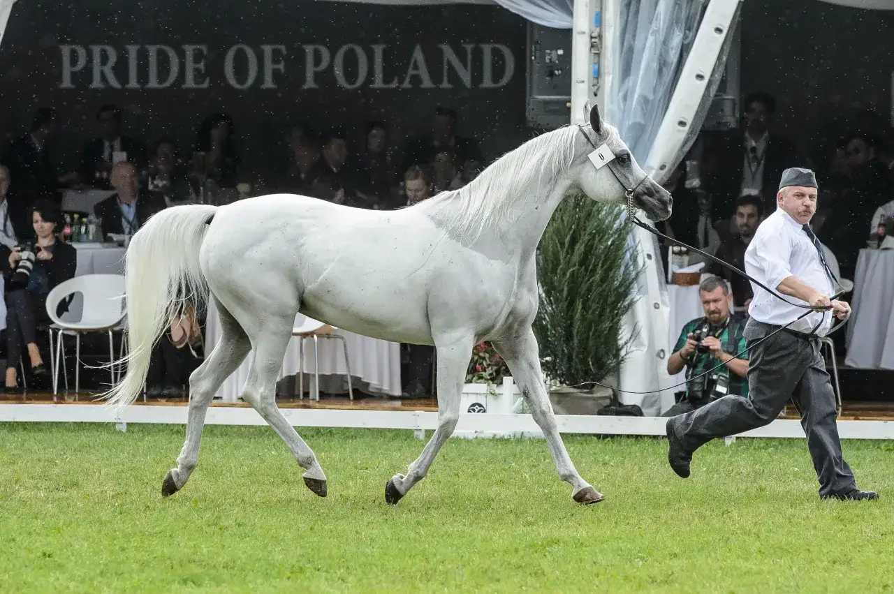 Konie arabskie Janów Podlaski aukcja Pride of Poland